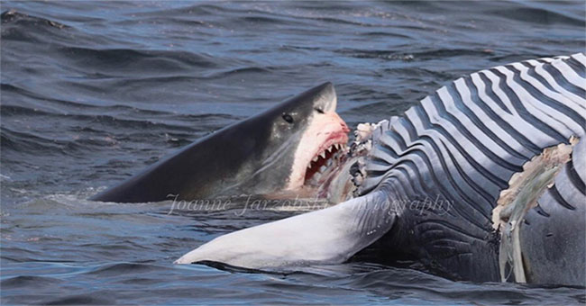 6-meter white shark tore the whale's body in front of the bow