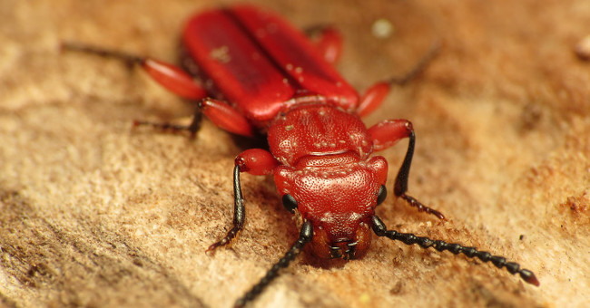 7 animals are cold resistant under 0 ° C best on the planet