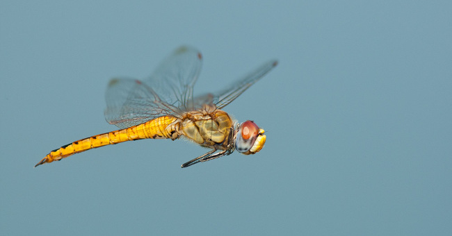 7 animals migrate the longest in nature