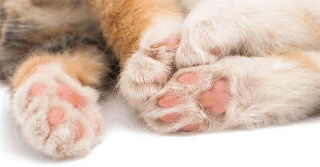 7 facts make you fall back on the ivory pearl legs of cat bosses