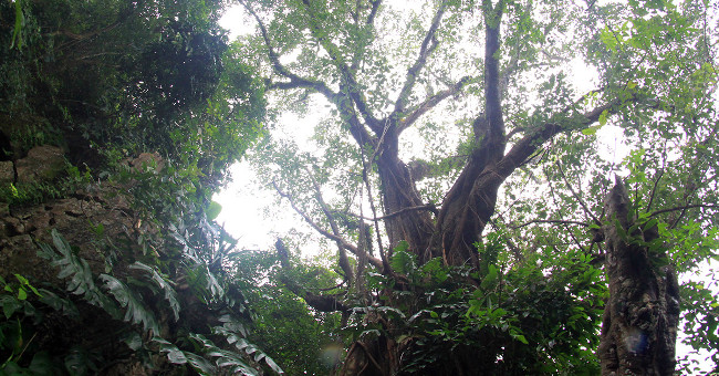 7 heritage trees on Marble Mountain