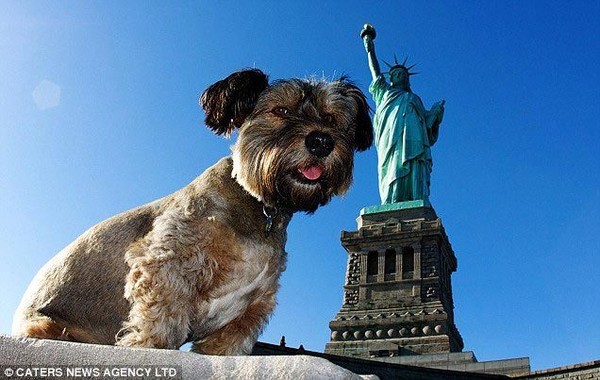 7 laws to protect the dog