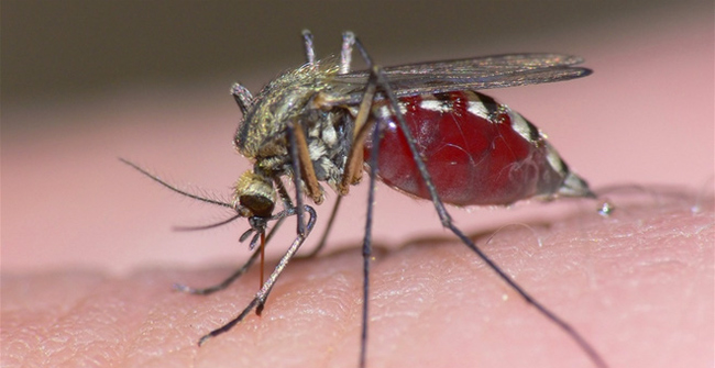 7 misconceptions about mosquito prevention: It turns out that citronella cultivation can be counterproductive