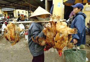 7 more provinces control bird flu