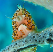 7 most bizarre creatures in the ocean