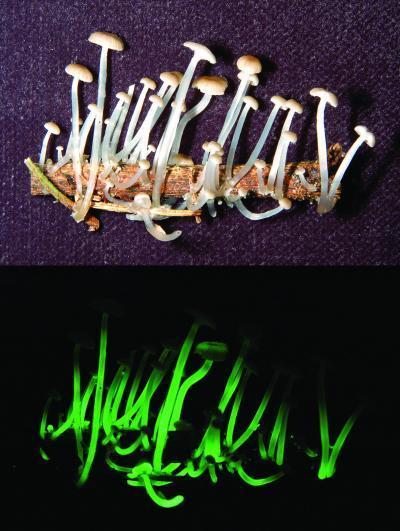 7 new species of glowing mushrooms have been discovered