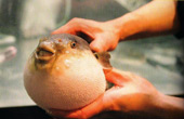7 popular but extremely dangerous seafood dishes