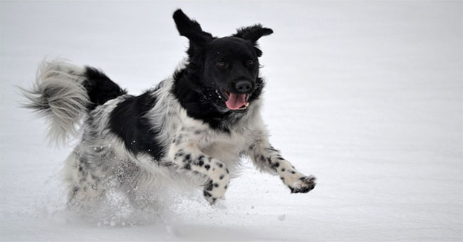 7 rare but obscure dog breeds