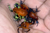 7 small creatures but deadly