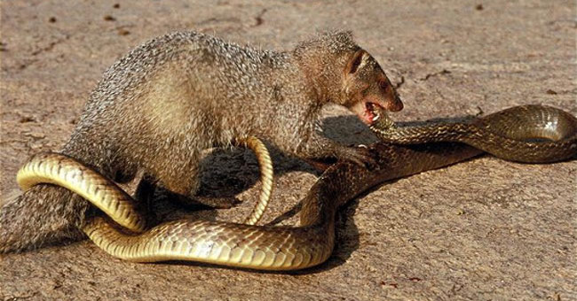 7 species of venomous predators like ...
