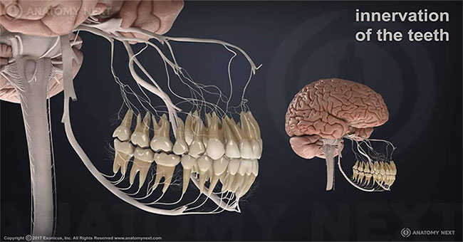 7 surprising facts about your body help you explain many things in life