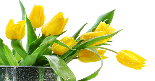 7 types of flowers should be donated and should not be donated on March 8