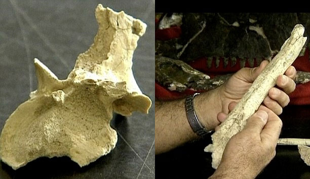 70 million year old dinosaur fossils