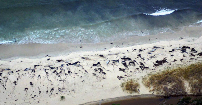 70 mysterious whales in Chile