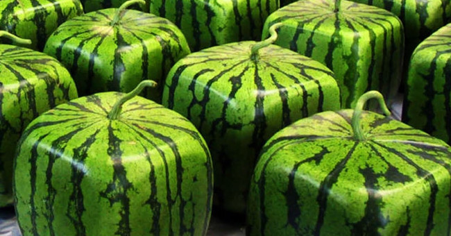 700 USD square watermelon / fruit of Japanese farmers