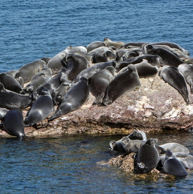 7,000 Russian seals are in danger of being destroyed
