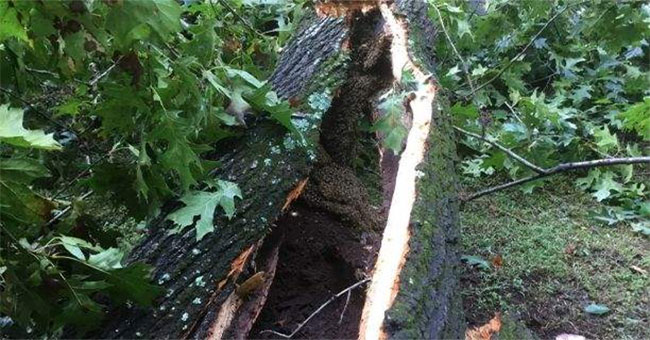 70,000 hives in the trunk reveal after hurricanes