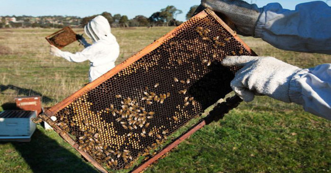 75% of honey is sampled in the world infected with pesticides