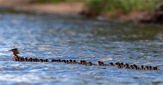76 long ducklings lined up to swim after her mother causing fever