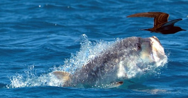 7-piece fish in the body on the water surface snatches the tern
