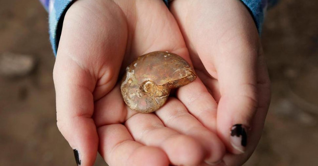 7-year-old baby 'excavated' was fossil 65 million years