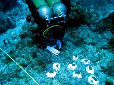 8 days under the sea to improve coral restoration methods