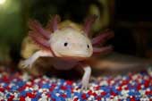 8 incredible bizarre animals exist in the world