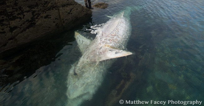 8 m monster shark body exposed belly on the English coast