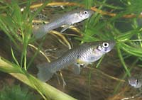 8 most dangerous invasive fish species in the world