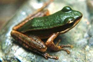 8 new frog species found in Laos
