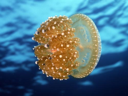 8 signs of nature are