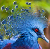 8 species of animals have strange hair