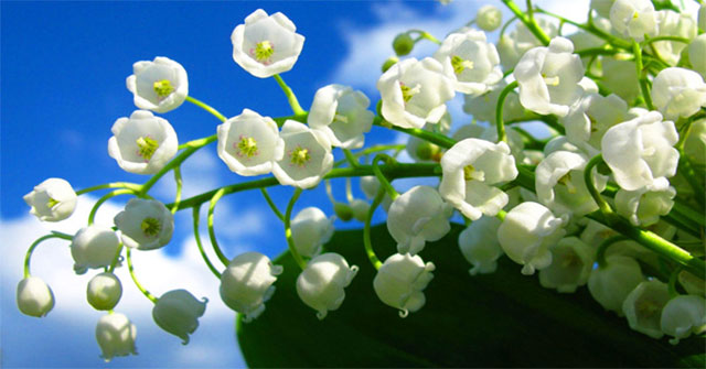 8 species of the most expensive flower on the planet, with money is not sure to buy