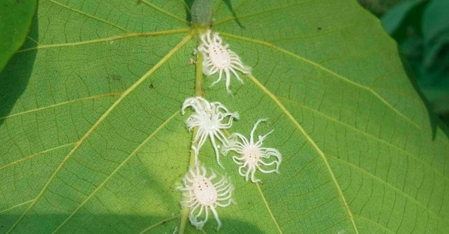 8 strange creatures seem like they do not belong to this planet