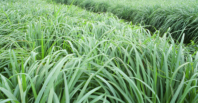 8 types of plants easy to grow that make mosquitoes' terrified