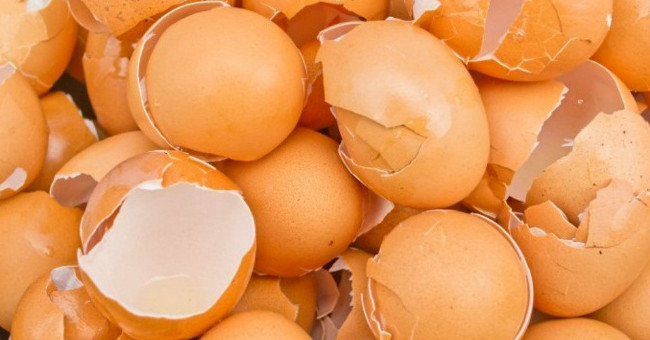 8 unexpected effects of eggshell