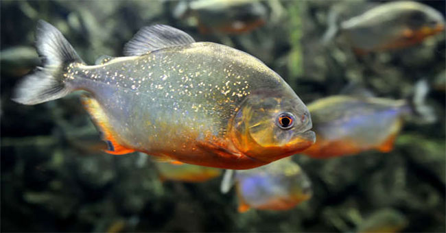 80% of fish in the Amazon River have plastic in the stomach