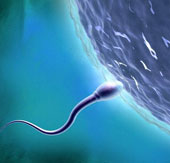 80% of infertility cases are caused by weak