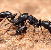 800 ants will be brought into space