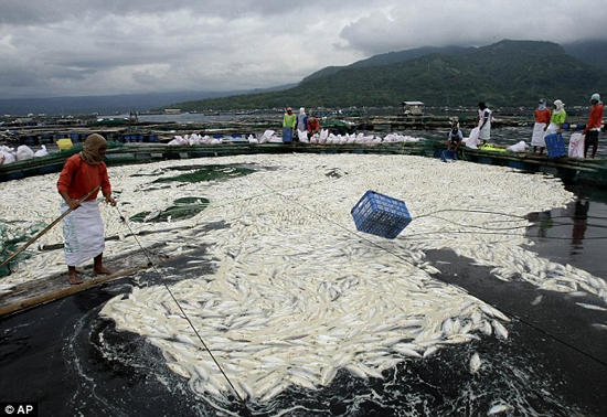 800 tons of bamboo shoots mysteriously died