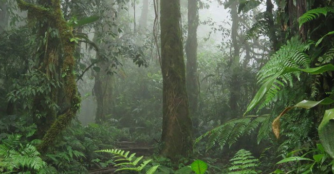 80,000 species of plants on Earth are about to become extinct