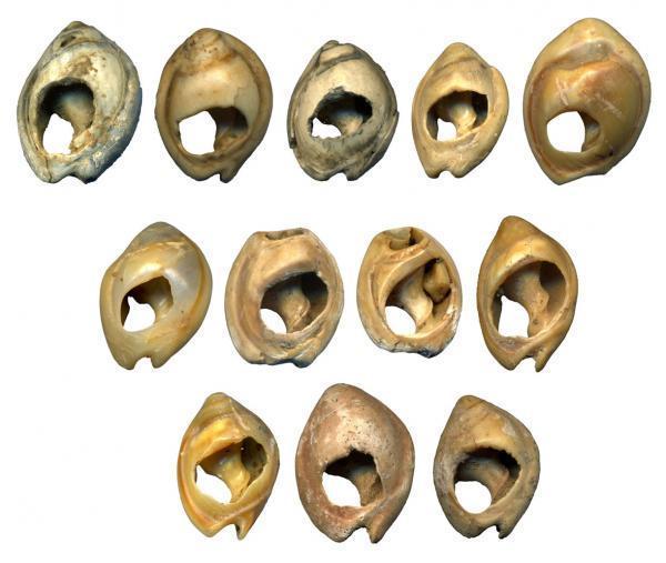 80,000 year old seashells - the oldest jewelry on earth