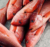 84% of the world fish is contaminated with mercury