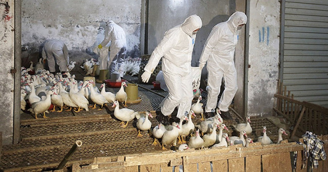 87 Chinese people died of bird flu H7N9