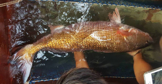 8kg fish weighed suspicion of fish and gold and silver billions of fishermen