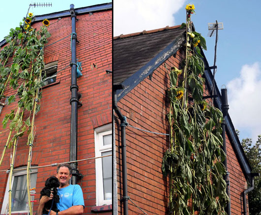 8m tall sunflowers