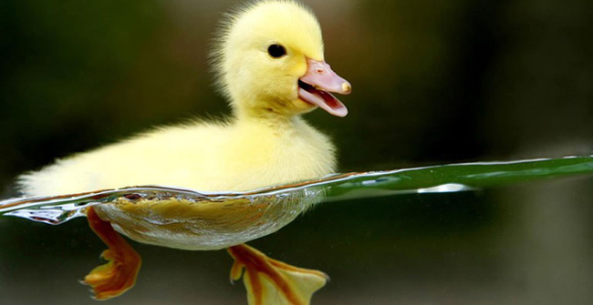 9 facts about ducks that make you fall back