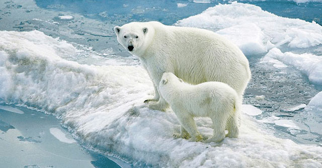 9 interesting things about Antarctica and Arctic