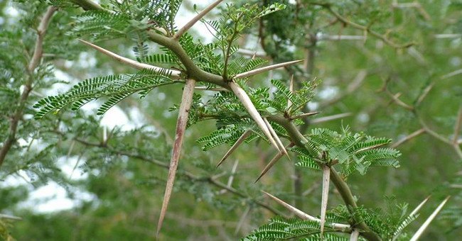 9 mechanisms of plant protection