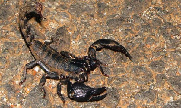 9 rare animals in the land of the gods